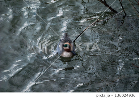 信濃川・やすらぎ堤の小鴨(こがも) 信濃川・やすらぎ堤の小鴨(こがも) 136024936