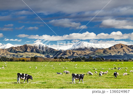 Beautiful landscape with grazing cows Beautiful landscape with grazing cows 136024967