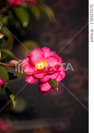 信濃川・やすらぎ堤の山茶花 136025078