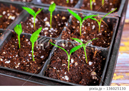 Small pepper plants are emerging from seed trays filled with dark soil in home garden Small pepper plants are emerging from seed trays filled with dark soil in home garden 136025130