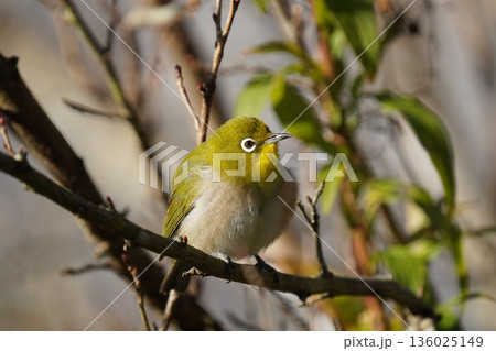 毛繕いする可愛いメジロ 136025149