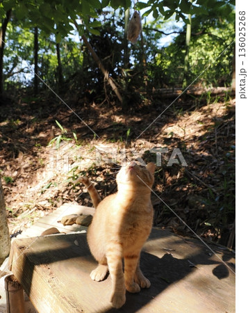 猫じゃらしで遊ぶ可愛い子猫 猫じゃらしで遊ぶ可愛い子猫 136025268