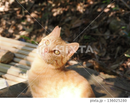 猫じゃらしで遊ぶ可愛い子猫 136025280