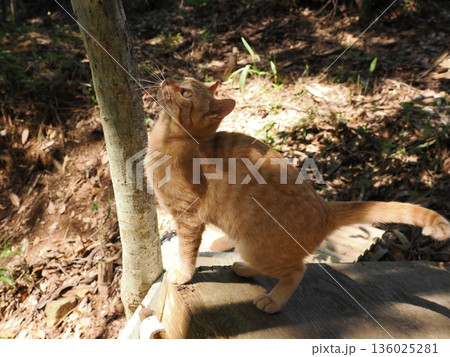 猫じゃらしで遊ぶ可愛い子猫 猫じゃらしで遊ぶ可愛い子猫 136025281