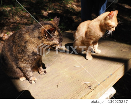猫じゃらしで遊ぶ可愛い子猫 136025287
