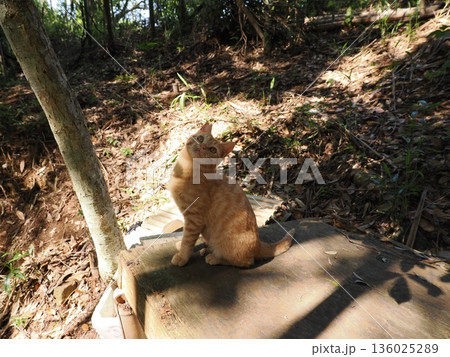 猫じゃらしで遊ぶ可愛い子猫 猫じゃらしで遊ぶ可愛い子猫 136025289