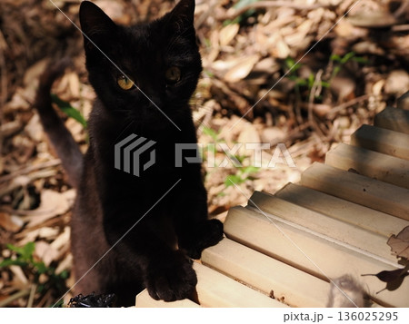 猫じゃらしで遊ぶ可愛い子猫 猫じゃらしで遊ぶ可愛い子猫 136025295