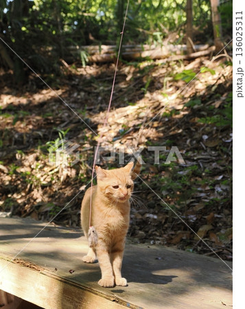 猫じゃらしで遊ぶ可愛い子猫 136025311