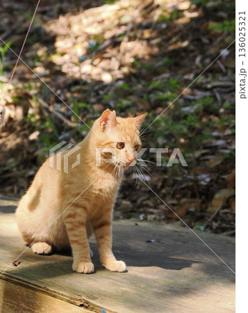 猫じゃらしで遊ぶ可愛い子猫 136025321