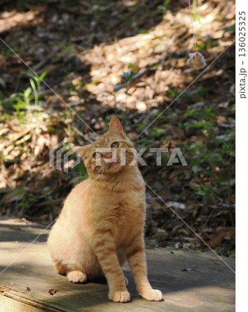 猫じゃらしで遊ぶ可愛い子猫 136025325