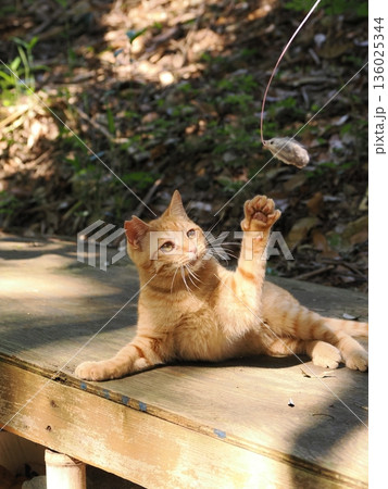 猫じゃらしで遊ぶ可愛い子猫 136025344