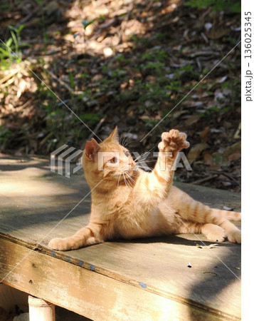 猫じゃらしで遊ぶ可愛い子猫 猫じゃらしで遊ぶ可愛い子猫 136025345