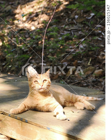 猫じゃらしで遊ぶ可愛い子猫 猫じゃらしで遊ぶ可愛い子猫 136025347
