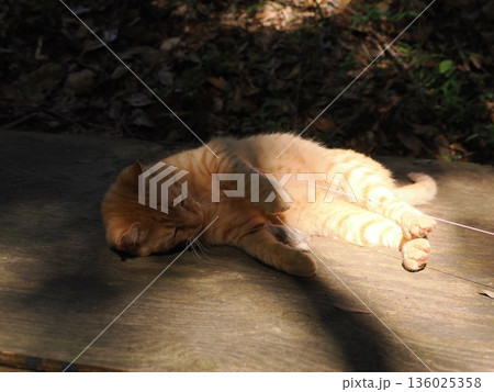 猫じゃらしで遊ぶ可愛い子猫 猫じゃらしで遊ぶ可愛い子猫 136025358