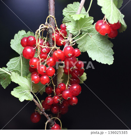 Bunches With Ripe Berries Of Red Currant On A Branch With Fresh Leaves On A Black Backdrop Detailed Stock Photo 136025385