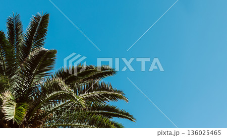Palm tree in a blue sky on a sunny day. Minimal concept. Palm tree in a blue sky on a sunny day. Minimal concept. 136025465