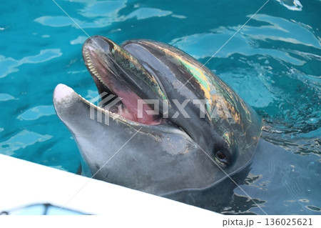 アドベンチャーワールドのイルカ　おやつタイム　フィーディング 136025621