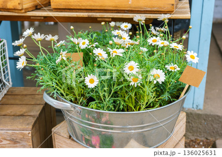 White daisy flowers in metal tub on wooden crates at outdoor garden shop in spring, plant decor White daisy flowers in metal tub on wooden crates at outdoor garden shop in spring, plant decor 136025631
