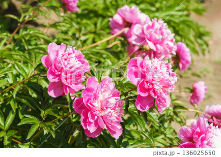Blooming pink peony flowers in sunny garden with green leaves and natural plant background 136025650