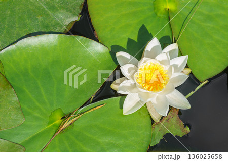 Aquatic plant, white water lily, Nymphaea alba floating on green leaves in natural pond water 136025658