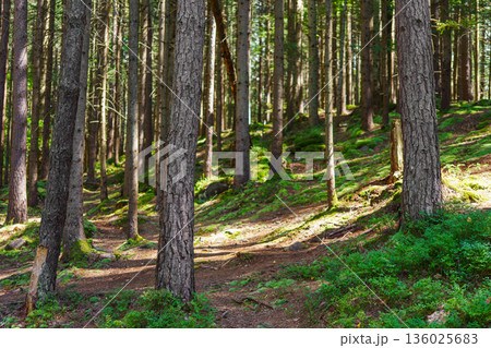 Forest trail among tall pine trees with sunlight and green moss, summer landscape Forest trail among tall pine trees with sunlight and green moss, summer landscape 136025683