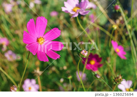 Macro, close up of pink cosmos flower with soft bokeh background in green summer garden background Macro, close up of pink cosmos flower with soft bokeh background in green summer garden background 136025694