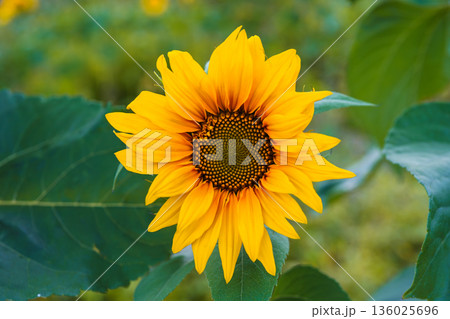 Bright blooming sunflower flowe in natural landscape with green blurred background Bright blooming sunflower flowe in natural landscape with green blurred background 136025696