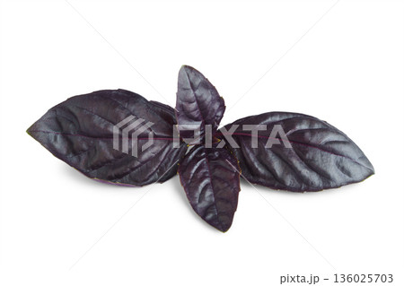 Close up, macro of purple basil leaves isolated on white background, fresh aromatic herb for cook Close up, macro of purple basil leaves isolated on white background, fresh aromatic herb for cook 136025703
