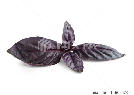 Close up, macro of purple basil leaves isolated on white background, fresh aromatic herb for cook Close up, macro of purple basil leaves isolated on white background, fresh aromatic herb for cook 136025705