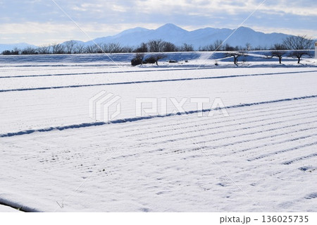 東北地方の雪景色 山形県庄内 136025735