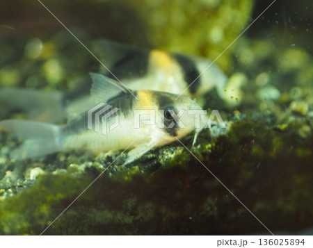 水槽の底でくつろぐコリドラス・アドルフォイ 136025894