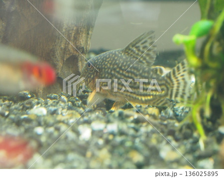 オレンジのヒレが美しい コリドラス・ステルバイ 136025895