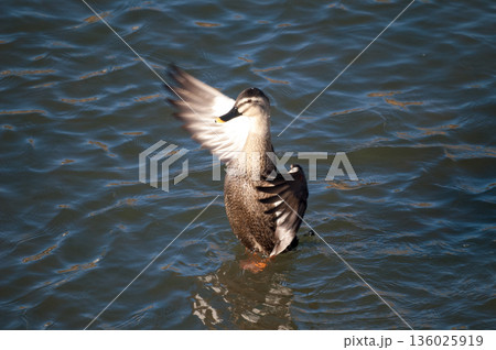 信濃川・やすらぎ堤の軽鴨(かるがも)の羽ばたき 136025919