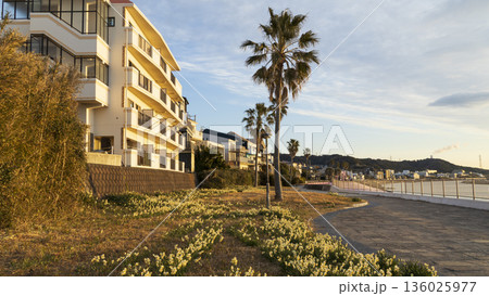 三浦半島の早春の名物水仙ロード 136025977