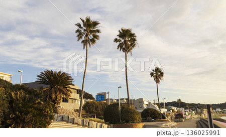三浦半島の早春の名物水仙ロード 136025991
