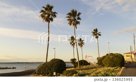 三浦半島の早春の名物水仙ロード 136025993