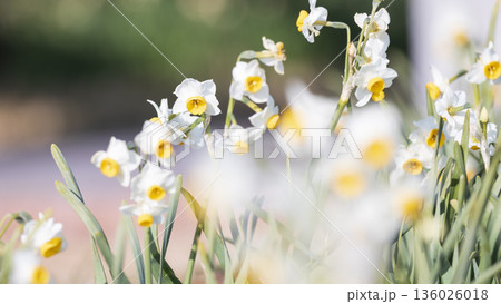 三浦半島の早春の名物水仙ロード 136026018