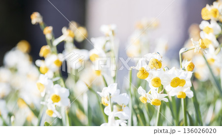 三浦半島の早春の名物水仙ロード 136026020