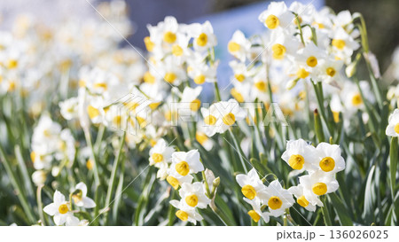 三浦半島の早春の名物水仙ロード 136026025