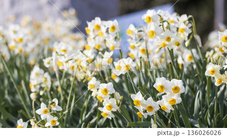 三浦半島の早春の名物水仙ロード 136026026