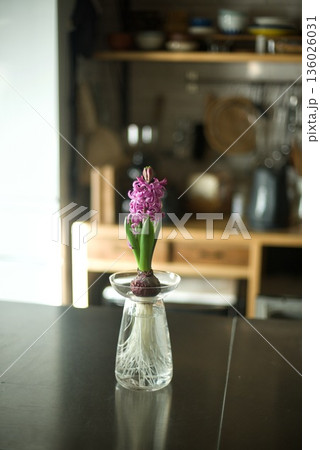 水栽培のヒヤシンスに花が咲いたところ 水栽培のヒヤシンスに花が咲いたところ 136026031