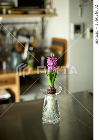 水栽培のヒヤシンスに花が咲いたところ 136026032