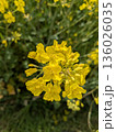 藤原宮跡の菜の花 136026035