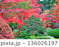 紅葉 136026197
