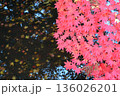 紅葉 136026201
