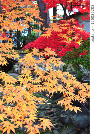 紅葉 136026202