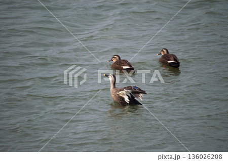 信濃川・やすらぎ堤の軽鴨(かるがも)の羽ばたき 信濃川・やすらぎ堤の軽鴨(かるがも)の羽ばたき 136026208