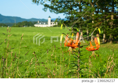 牧草地にオニユリの咲く風景 136026217
