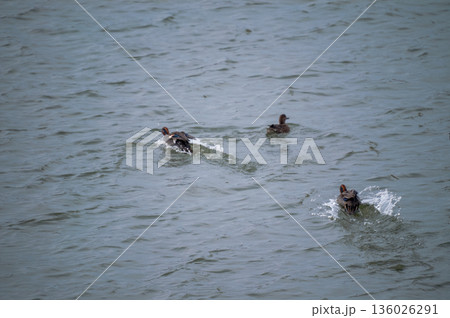 信濃川・やすらぎ堤の小鴨(こがも)の飛翔 信濃川・やすらぎ堤の小鴨(こがも)の飛翔 136026291