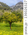 Orange tree in a garden in front of Serra de Tramuntana mountains, Majorca, Mallorca, Balearic Islands, Spain, Europe 136026327